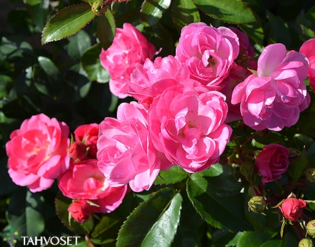 Rosa Easy Elegans 'Pinktopia', pensasruusu